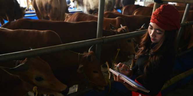 Pesona `SPG Sapi` Depok Mendunia