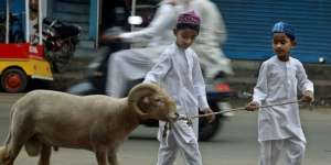 Muslim India Dilarang Sembelih Sapi saat Idul Adha
