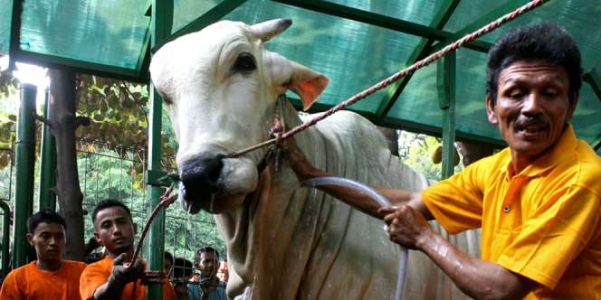 Turki Sumbang 30 Sapi Kurban ke Masjid Istiqlal