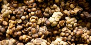 Kopi Luwak Terancam Diklaim Malaysia