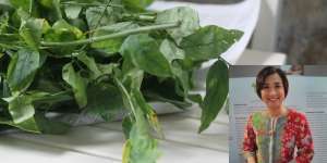 Peneliti IPB Ungkap Obat Kanker dari Daun Katuk