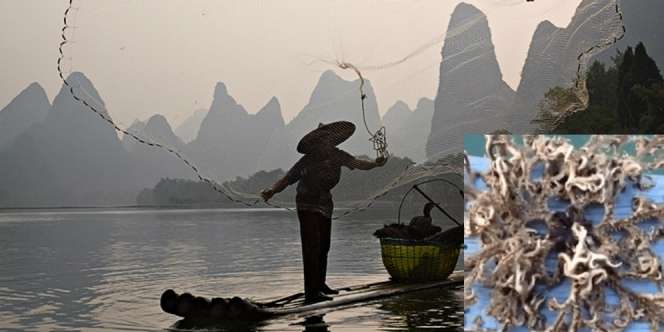Makhluk Aneh Muncul di Laut Singapura