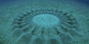 Terkejut, Penyelam Jepang Temukan "Crop Circle" Dasar Laut