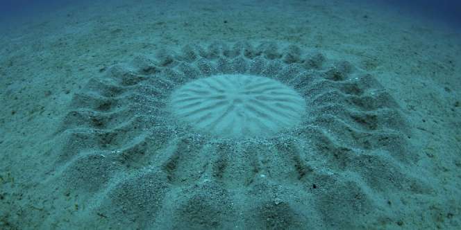 Terkejut, Penyelam Jepang Temukan 