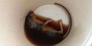 Kasus Tikus di Gelas Kopi McD, Pelanggan Layangkan Gugatan