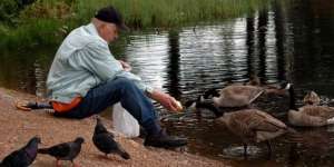 Kasih Sayang antara Pak Tua dengan Burung Danau