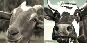 Susu Sapi dan Susu Kambing, Lebih Sehat Mana?
