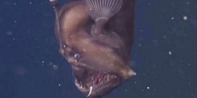 Pertama Kalinya, Penampakan 'Ikan Iblis' Terlihat