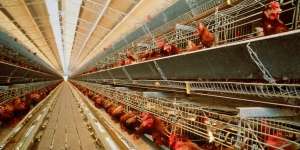 Ayam Bakar Tebar Racun, Warga Inggris Dilanda Panik