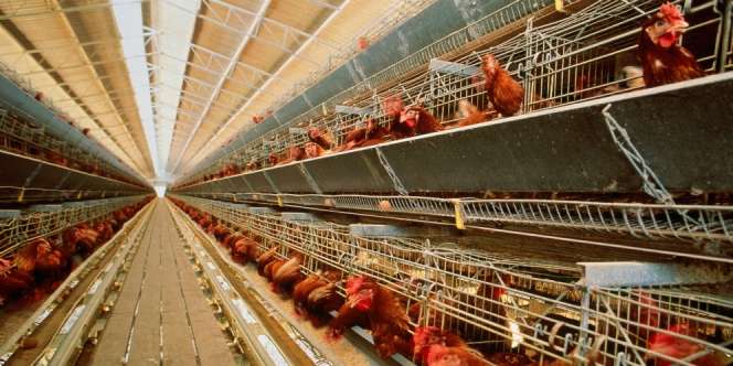 Ayam Bakar Tebar Racun, Warga Inggris Dilanda Panik