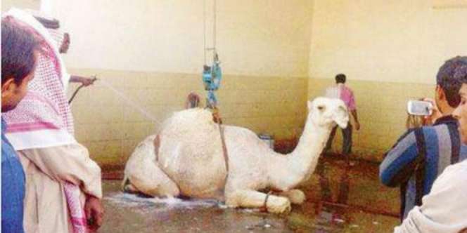 Cuma di Saudi, Unta Dicuci di Tempat Cuci Mobil