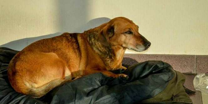 Kisah Haru Masha, Anjing Setia dari Rusia