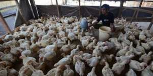 Ketulusan Hati Juragan Ayam 