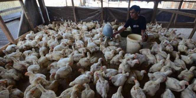Ketulusan Hati Juragan Ayam 