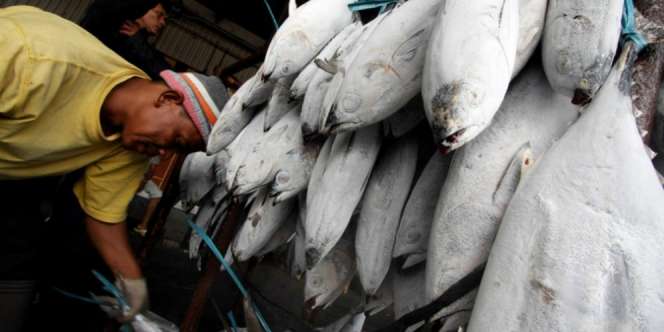 Jadi Pusat Pengolahan Ikan, RI Bakal Raup US$ 40 Miliar