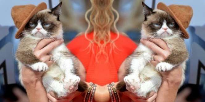 'Grumpy Cat' Kucing Terkaya di Dunia