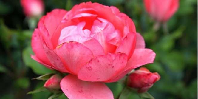 Subhanallah! Bunga Mekar saat Adzan Berkumandang...