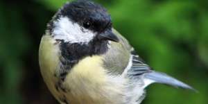 Ini Makhluk Terkejam di Dunia