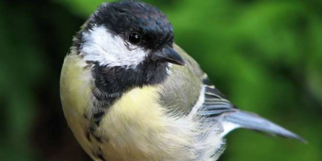 Ini Makhluk Terkejam di Dunia