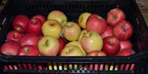 Kemendag Tarik Apel AS, Diduga Tercemar Bakteri