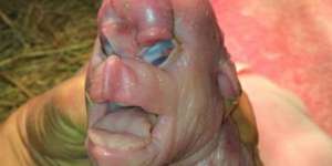 Heboh Babi Berwajah Mirip Manusia