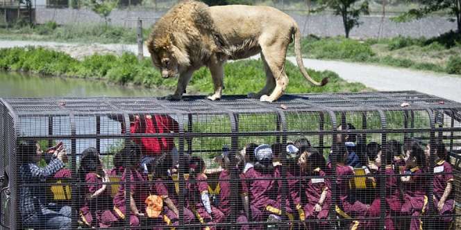 Giliran Singa Tonton Manusia dalam Kandang