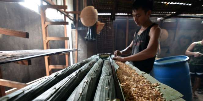 Ini yang Buat Tempe Indonesia Makin Mendunia