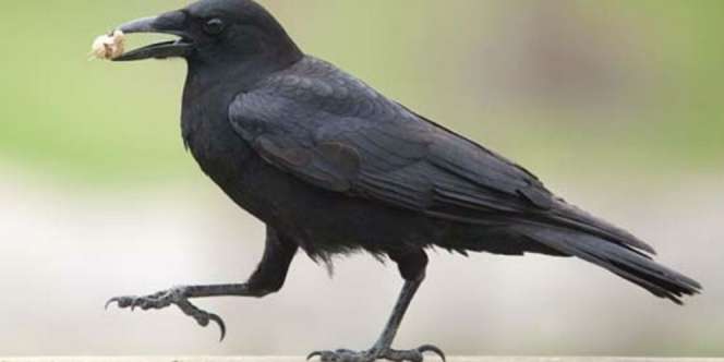 Kecerdasan Burung Gagak Tertera Dalam Al-Qur'an