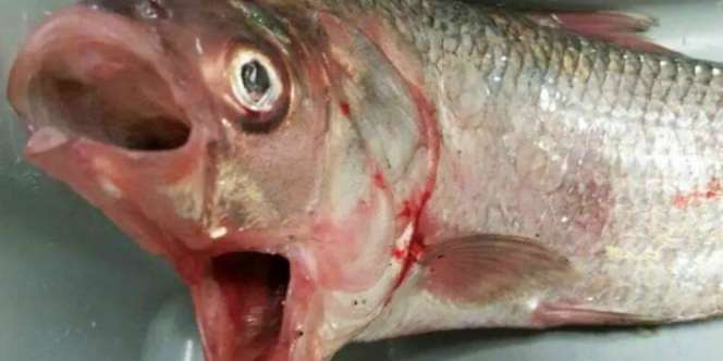 Ikan Bermulut Dua Terjaring di Australia