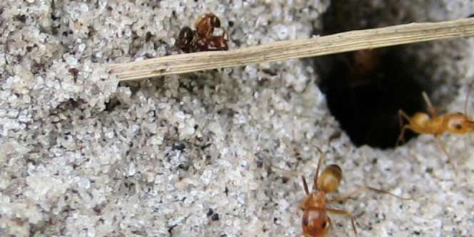 Alquran Sebut Semut Bisa Bicara, Ilmuwan Membuktikan