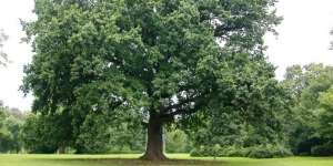 Kenangan di Bawah Pohon Rindang