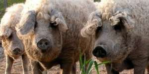 Heboh Daging `Babi-Domba` Masuk Indonesia