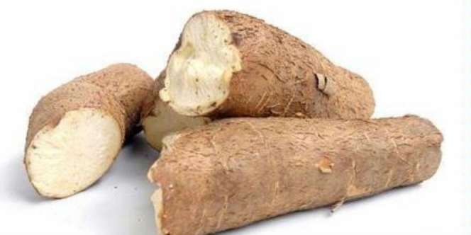 Diam-diam Singkong Ampuh Uraikan Sel Kanker