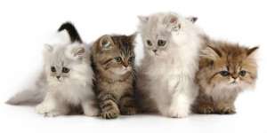 Awas, Makanan Ini Berbahaya untuk Kucing 