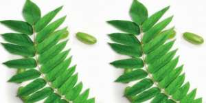 Isi Ulang Baterai Mati dengan Daun, Percaya?