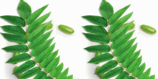 Isi Ulang Baterai Mati dengan Daun, Percaya?
