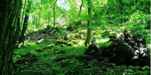 Benarkah Tumbuhan Berzikir?