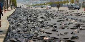 6 Ton Lele Tumpah di Tengah Jalan 