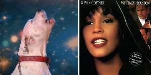 Anjing ini Nyanyikan "Bodyguard" di Kontes Pencarian Bakat