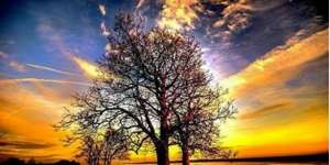 Misteri Pohon Kuldi di Surga