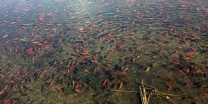 Amerika Serikat Dikepung Ribuan Ikan Mas Koi