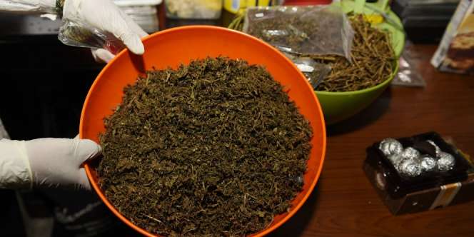 Waspada Peredaran `Brownies` Ganja