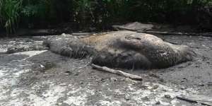Monster Teripang Sebesar Truk, Terdampar Di Berau
