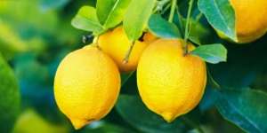 Buah-buahan Asam Ini Ampuh Turunkan Berat Badan