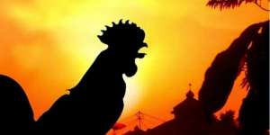 Benarkah Ayam Bisa Melihat Malaikat?