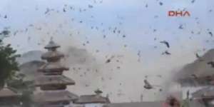 Momen Mencekam Burung-burung Saat Gempa Nepal