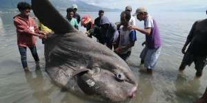 Ikan `Matahari` Raksasa Terdampar di Palu
