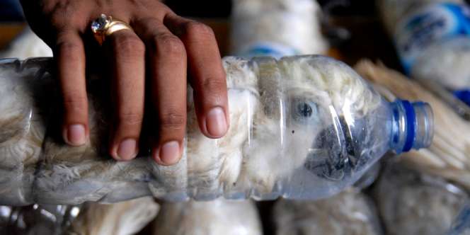 Penyelundupan Kakatua dalam Botol Curi Perhatian Media Asing