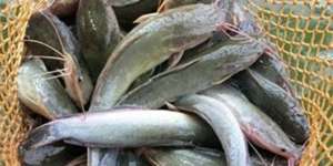 Hukum Mengonsumsi Ikan yang Memakan Kotoran