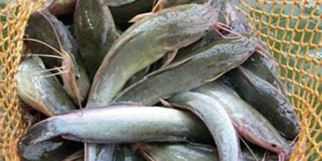 Hukum Mengonsumsi Ikan yang Memakan Kotoran